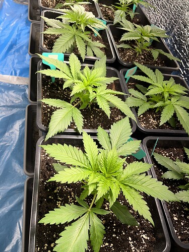 Growreport Bild 4
