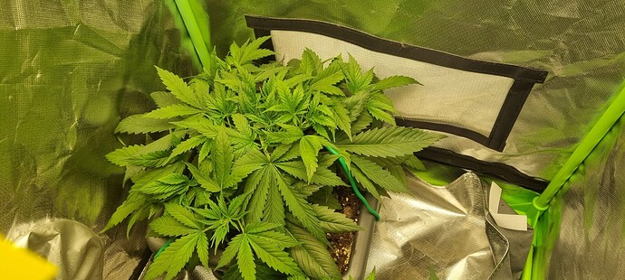 Growreport Bild 4