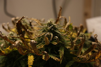 Growreport Bild 11