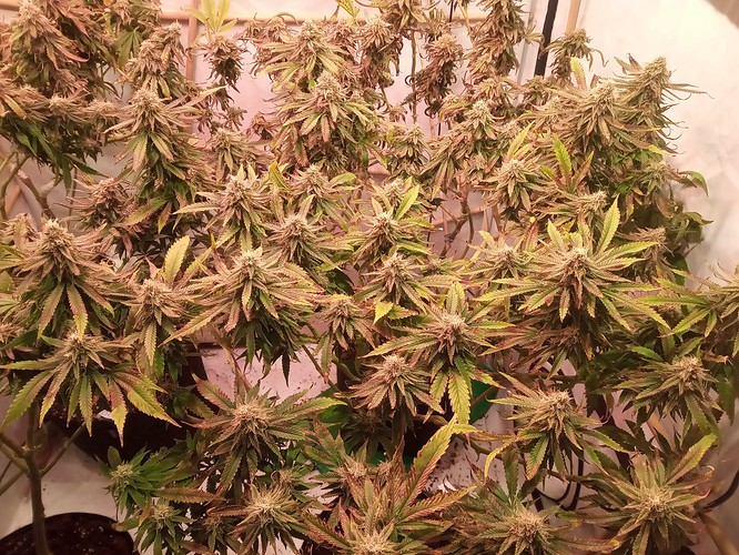 Growreport Bild 3