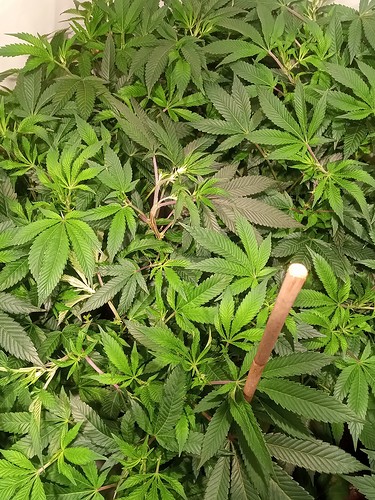 Growreport Bild 53