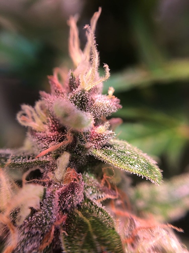 Growreport Bild 46