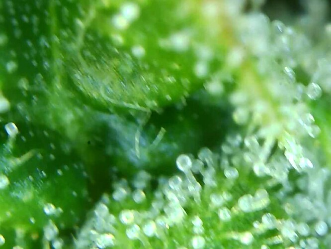 Growreport Bild 28