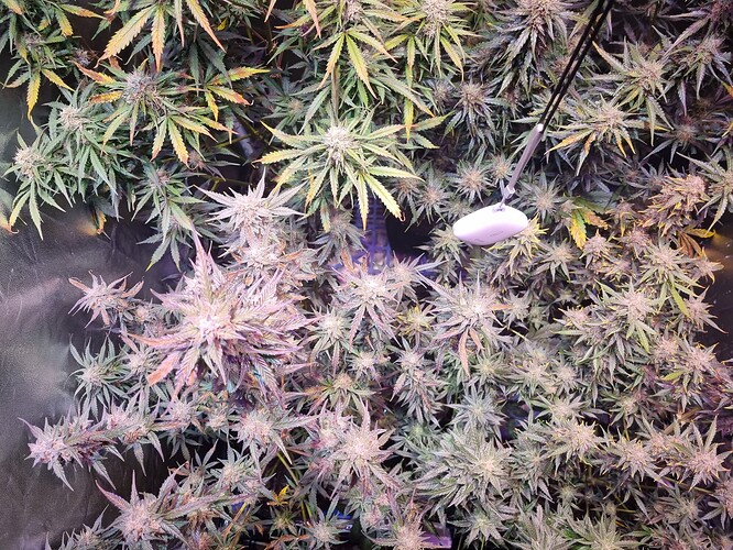 Growreport Bild 3