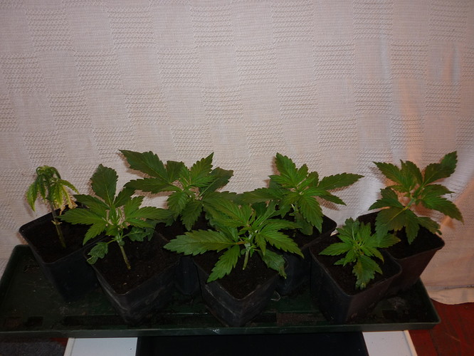 Growreport Bild 11