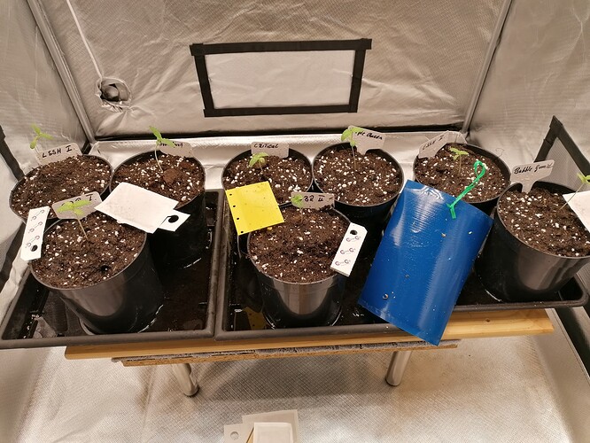 Growreport Bild 1
