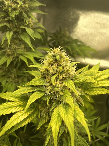 Growreport Bild 36