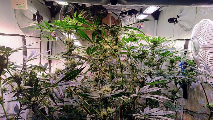 Growreport Bild 20