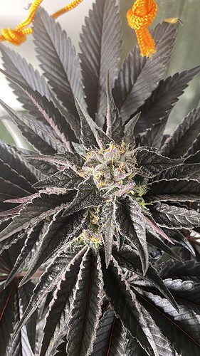 Growreport Bild 18