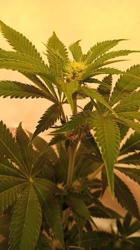Growreport Bild 4