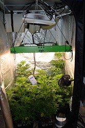 Growreport Bild 6