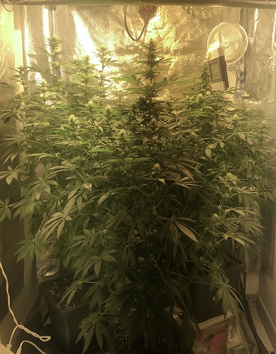 Growreport Bild 4