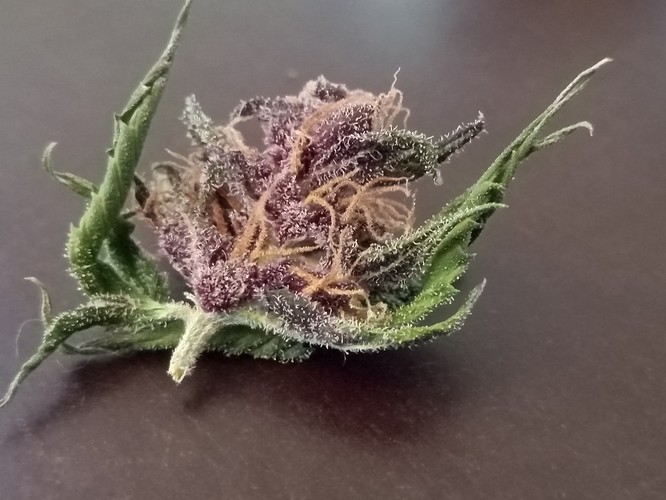 Growreport Bild 52