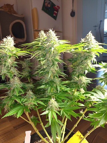 Growreport Bild 2