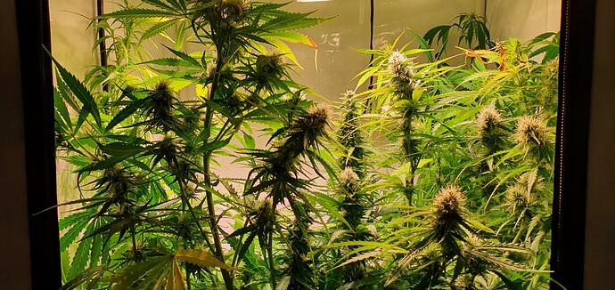 Growreport Bild 1