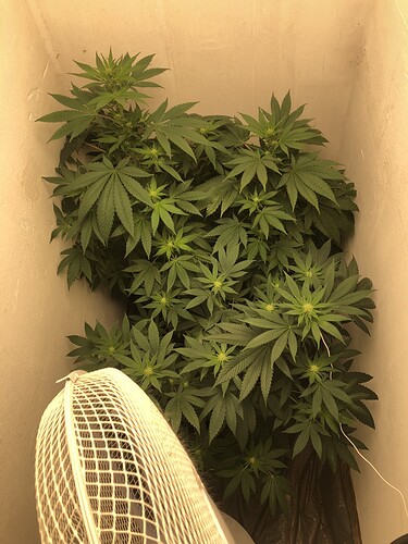 Growreport Bild 3
