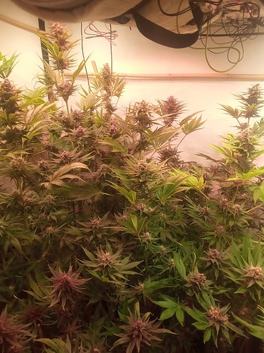 Growreport Bild 77