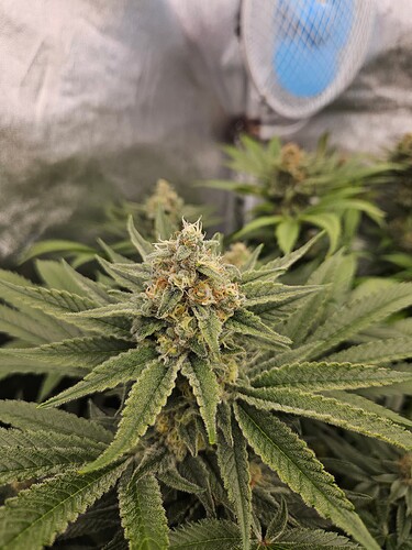Growreport Bild 39