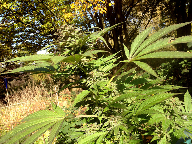 Growreport Bild 4