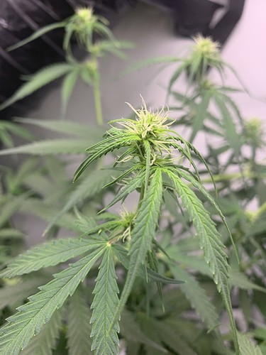 Growreport Bild 18