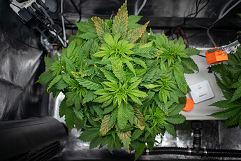 Growreport Bild 24