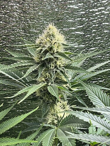 Growreport Bild 6