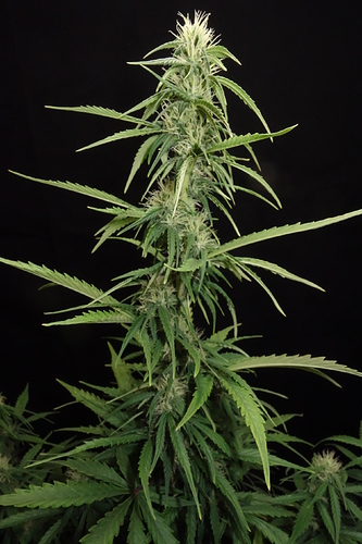 Growreport Bild 4
