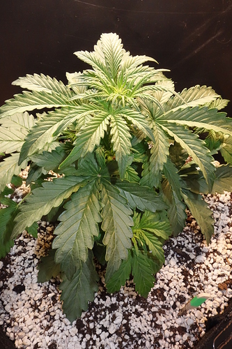 Growreport Bild 31
