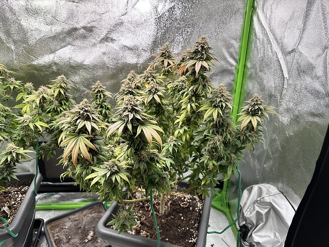 Growreport Bild 3