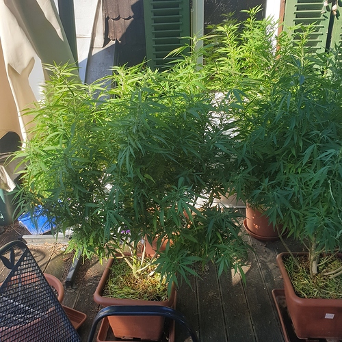 1597994797555874325832338232518