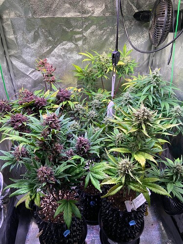 Growreport Bild 5