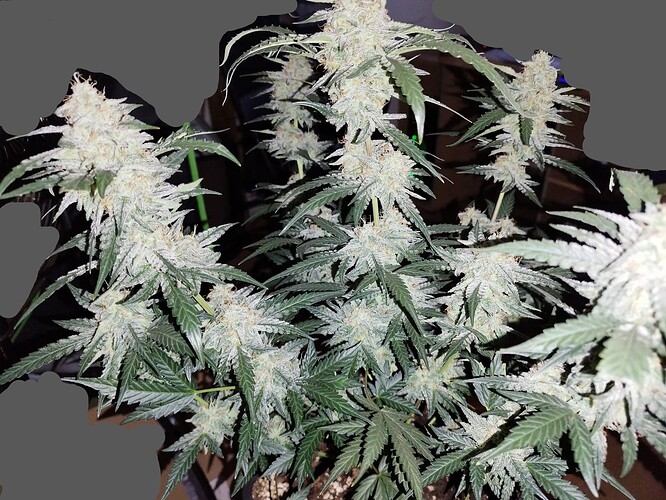 Growreport Bild 3
