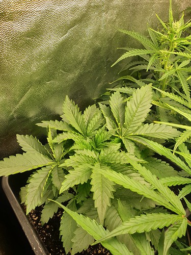 Growreport Bild 3