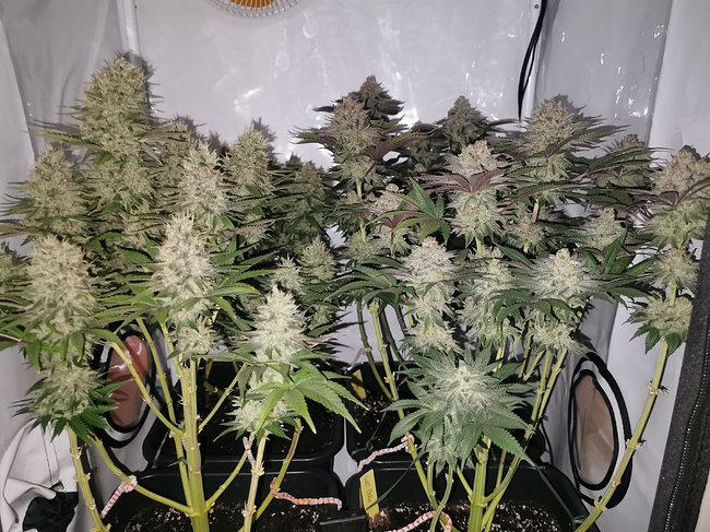 Growreport Bild 1