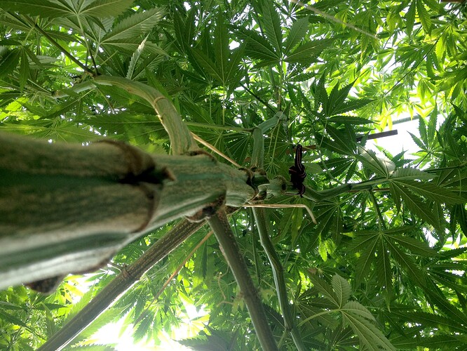 Growreport Bild 8