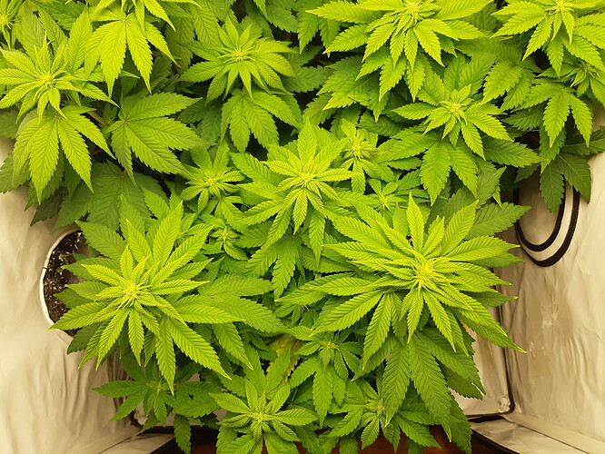 Growreport Bild 2