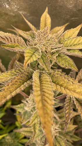 Growreport Bild 4