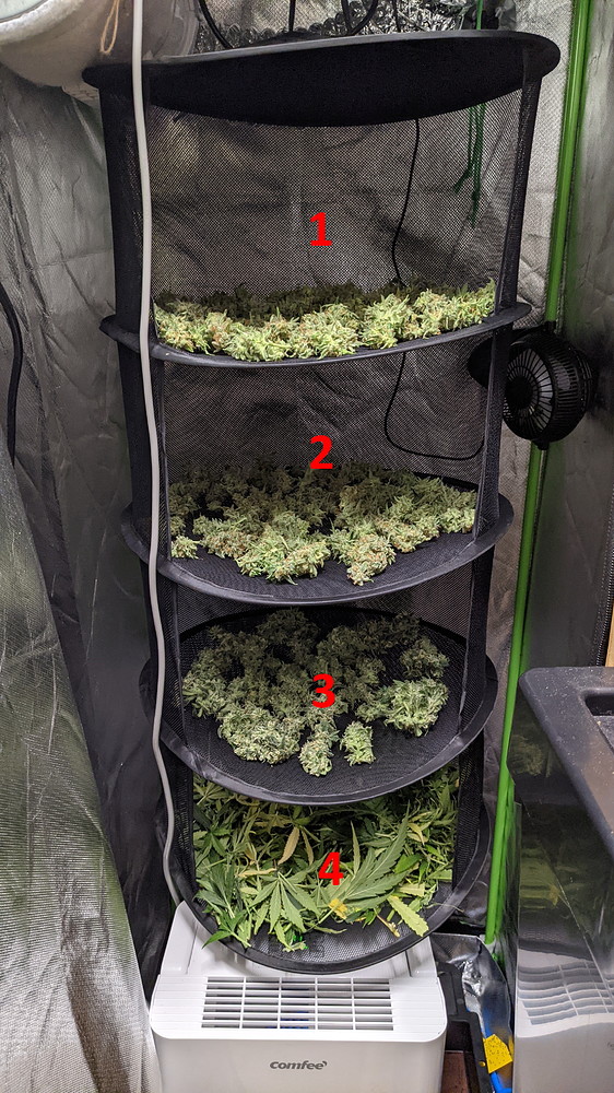 Mein erster Grow / indoor / 2x Critical Kush Auto (Update: Ernte und fragen zum nächsten Grow
