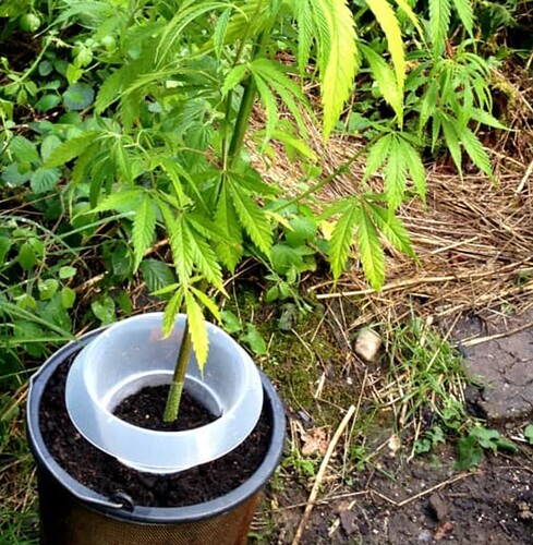 Growreport Bild 171