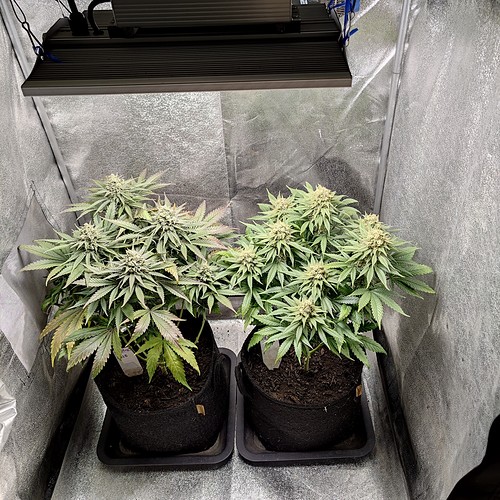 Growreport Bild 9