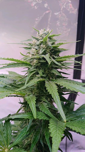 Growreport Bild 8