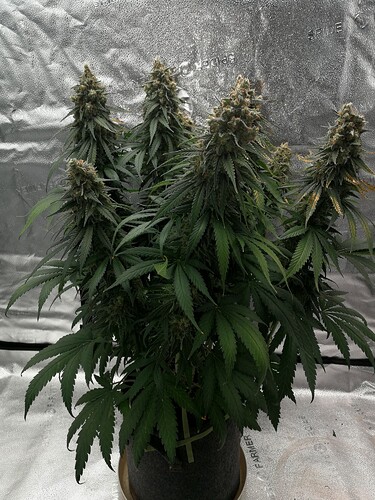 Growreport Bild 1