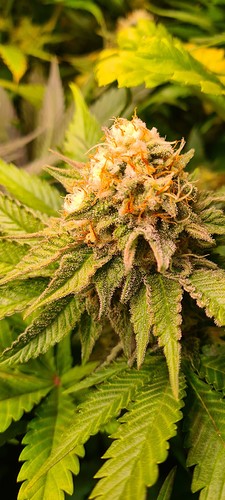 Nahaufnahme eines Cannabis-Buds mit Trichomen und orangefarbenen Stempeln, umgeben von grünen Blättern.