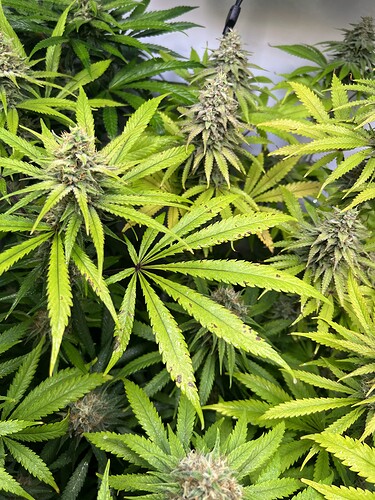 Growreport Bild 6