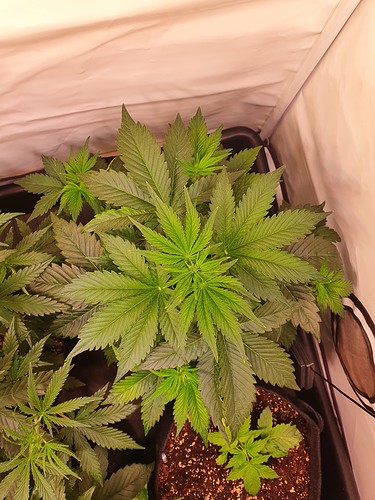 Growreport Bild 21