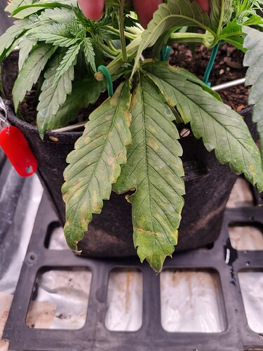 Growreport Bild 3