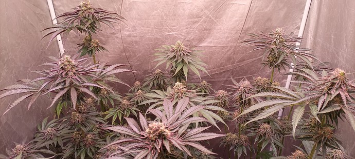 Growreport Bild 7