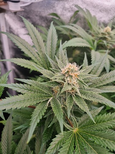 Growreport Bild 35
