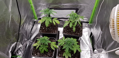 Growreport Bild 3