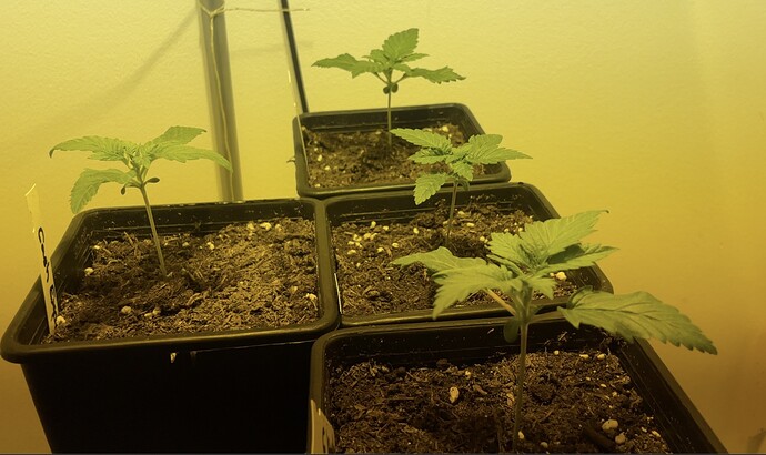 Growreport Bild 4
